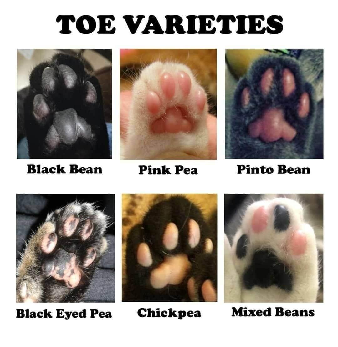 TOE VARIETIES Black Bean Pink Pea Pinto Bean Blak Eyed Pea Chickpea Mixed Beans