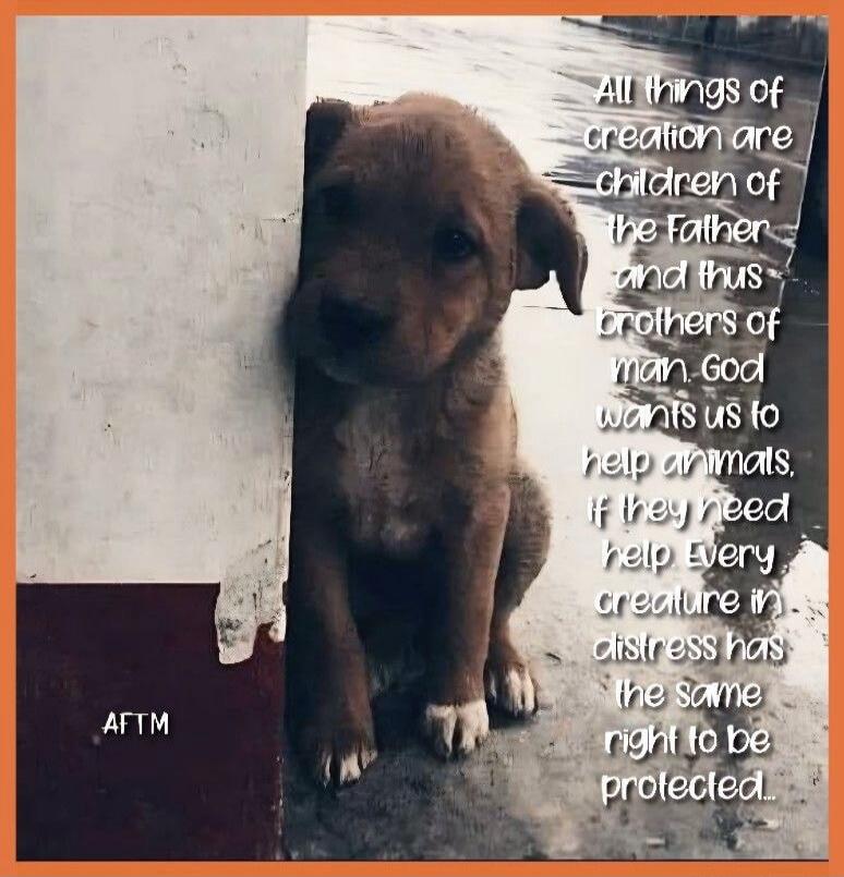 All things of creation are children of the Father and thus brothers of man. God wants us to help animals. If they need help. Every creature in distress has the same right to be protected. AFTM