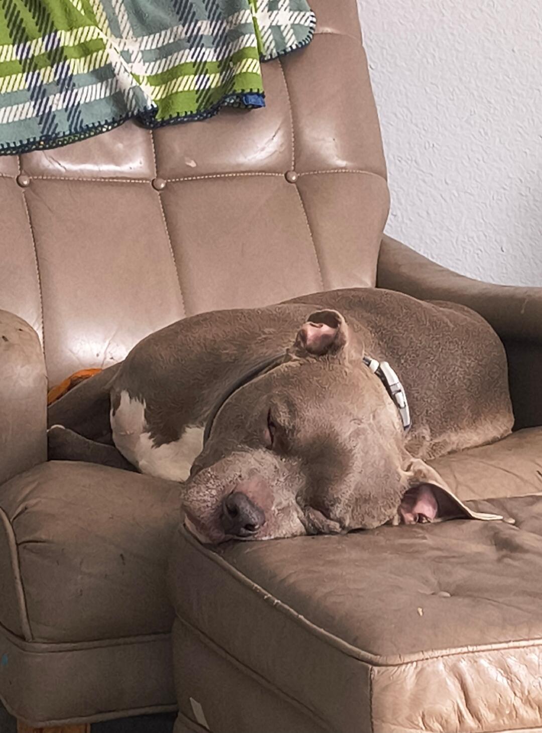 A dog is sleeping on a brown leather couch.