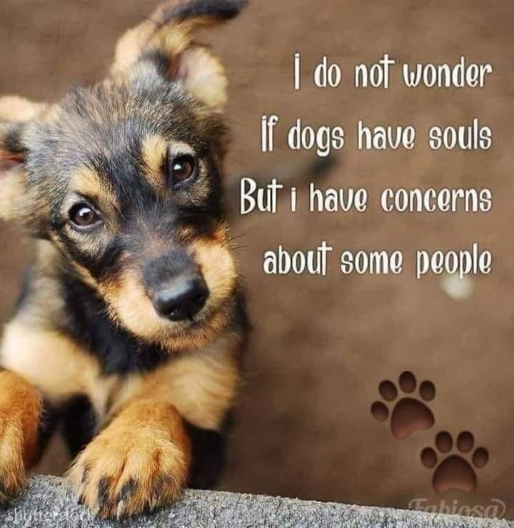 I do not wonder If dogs have souls But i have concerns about some people