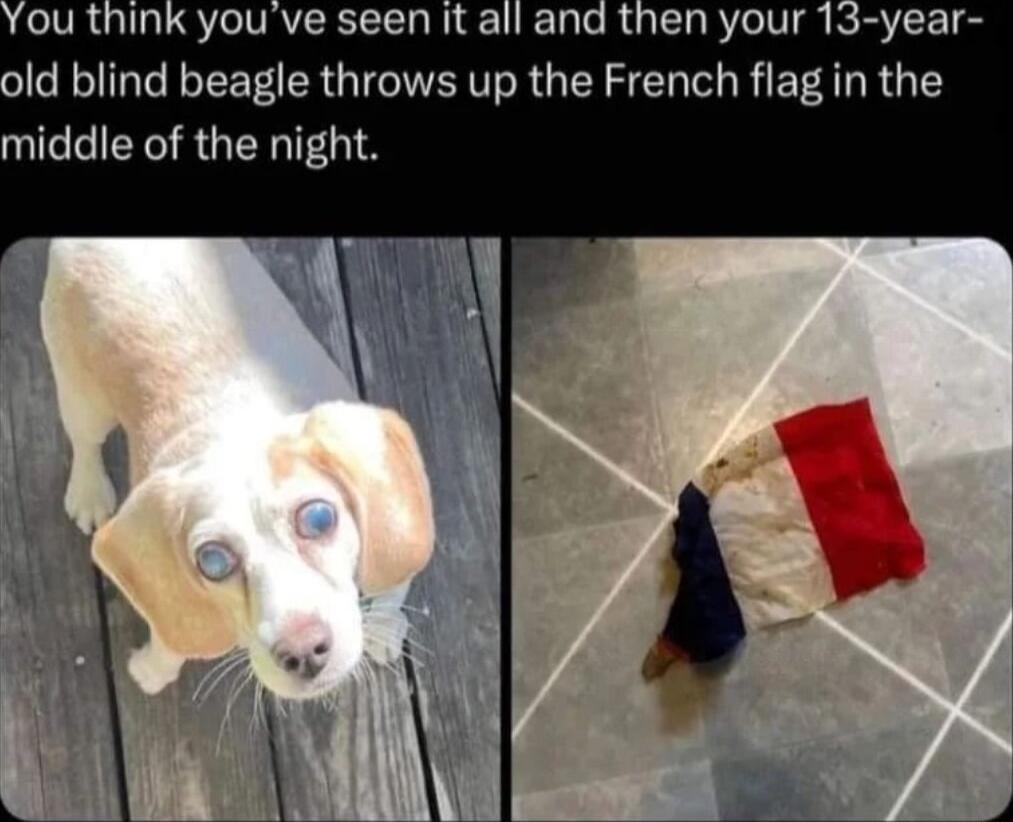 ou think youve seen it all and then your 13 year old blind beagle throws up the French flag in the middle of the night