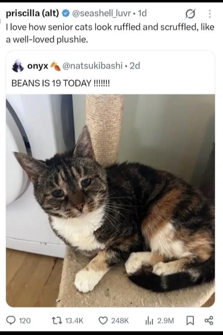 priscilla (alt) @seashell_luvr 1d I love how senior cats look ruffled and scruffled, like a well-loved plushie. onyx @natsukibashi 2d BEANS IS 19 TODAY !!!!!!!