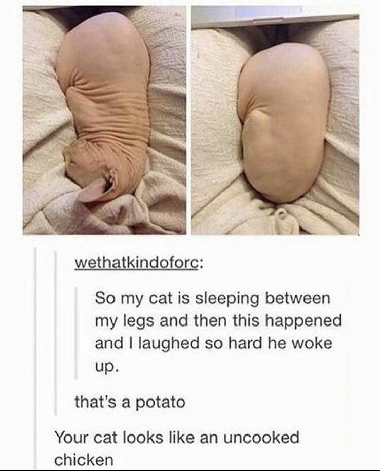 So my cat is sleeping between my legs and then this happened and laughed so hard he woke up thats a potato Your cat looks like an uncooked chicken