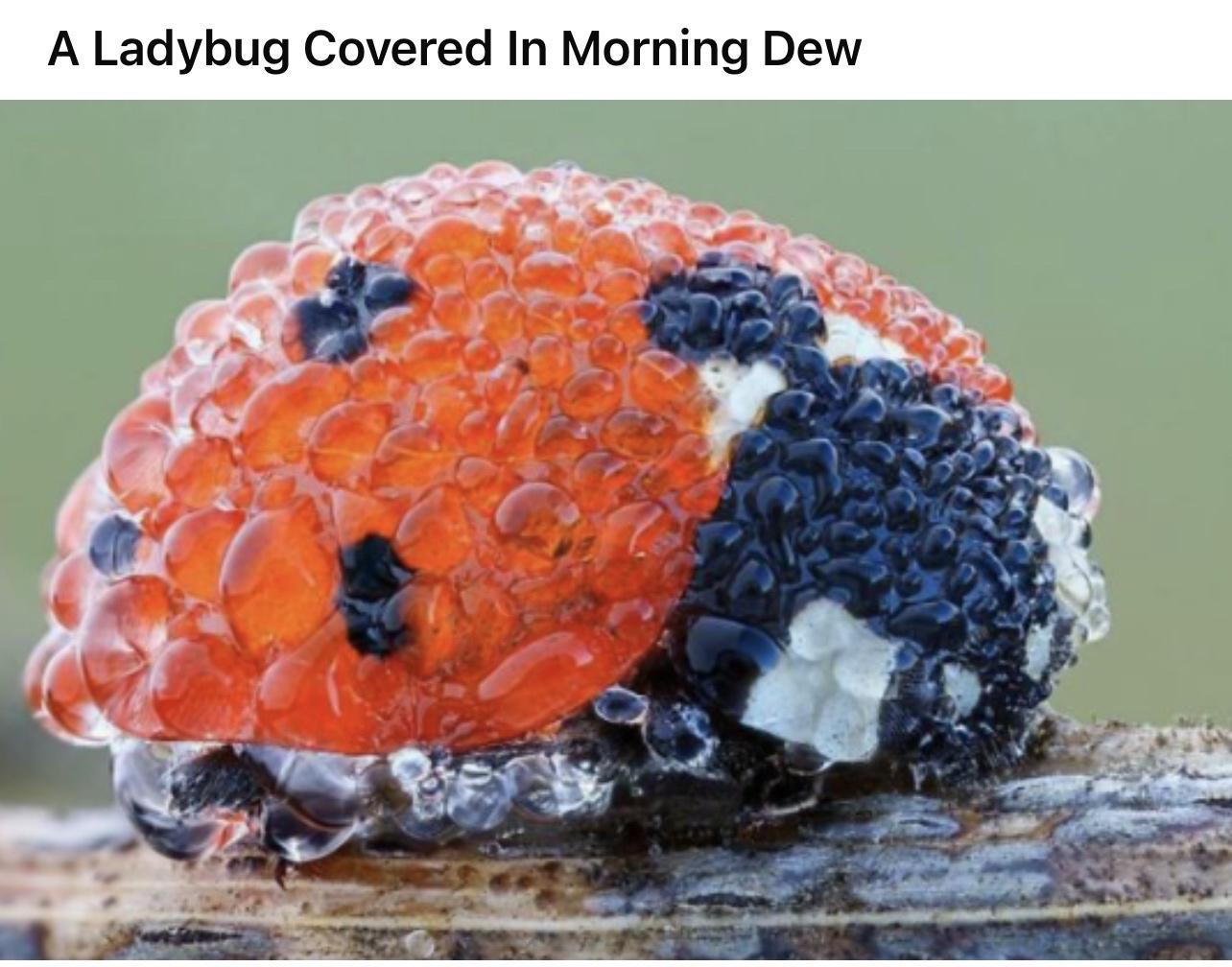 A Ladybug Covered In Morning Dew