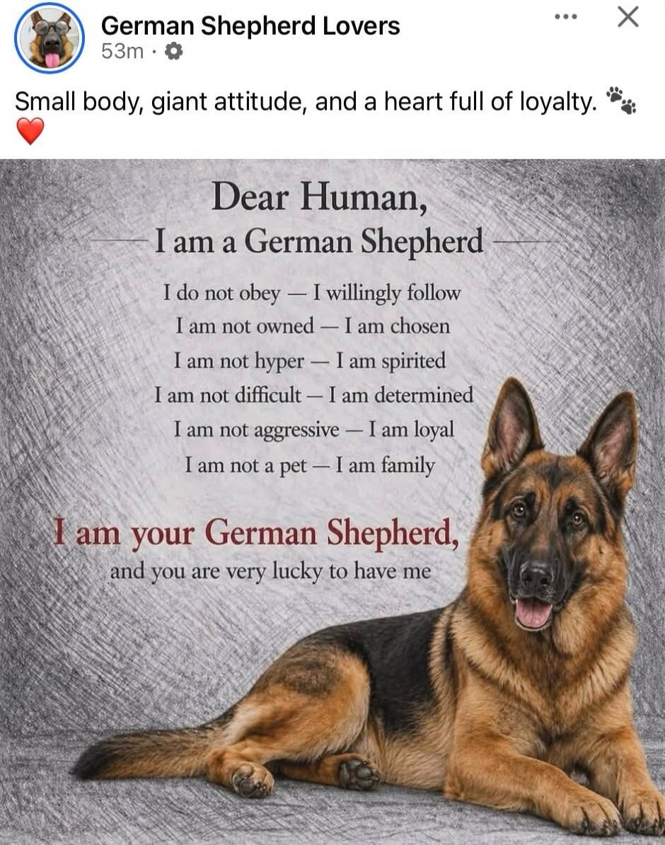 German Shepherd Lovers. Small body, giant attitude, and a heart full of loyalty. Dear Human, I am a German Shepherd. I do not obey — I willingly follow. I am not owned — I am chosen. I am not hyper — I am spirited. I am not difficult — I am determined. I am not aggressive — I am loyal. I am not a pet — I am family. I am your German Shepherd, and yo