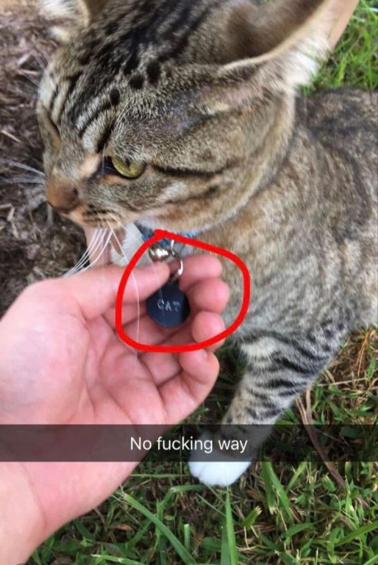 CAT No fucking way