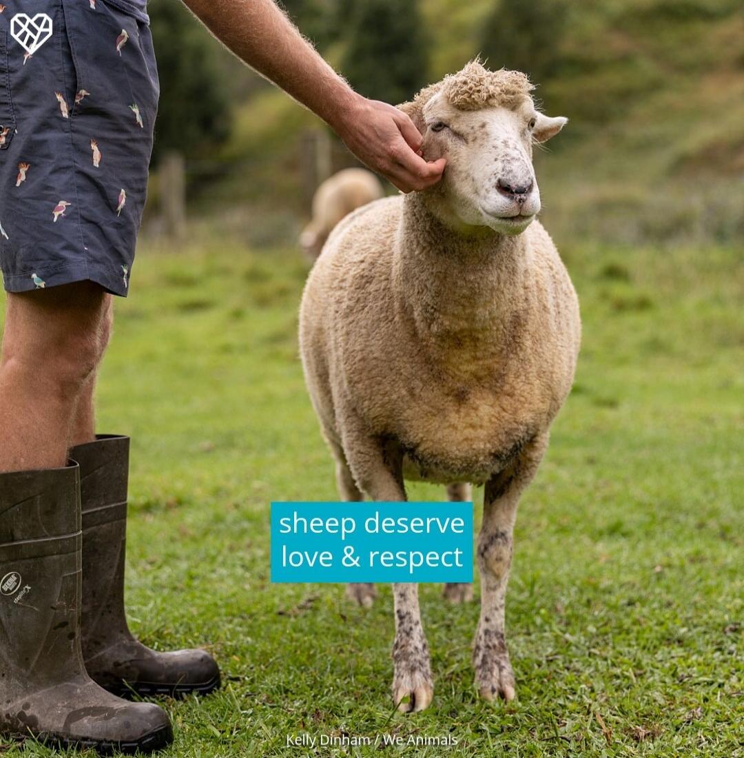 sheep deserve love & respect Kelly Dinham / We Animals