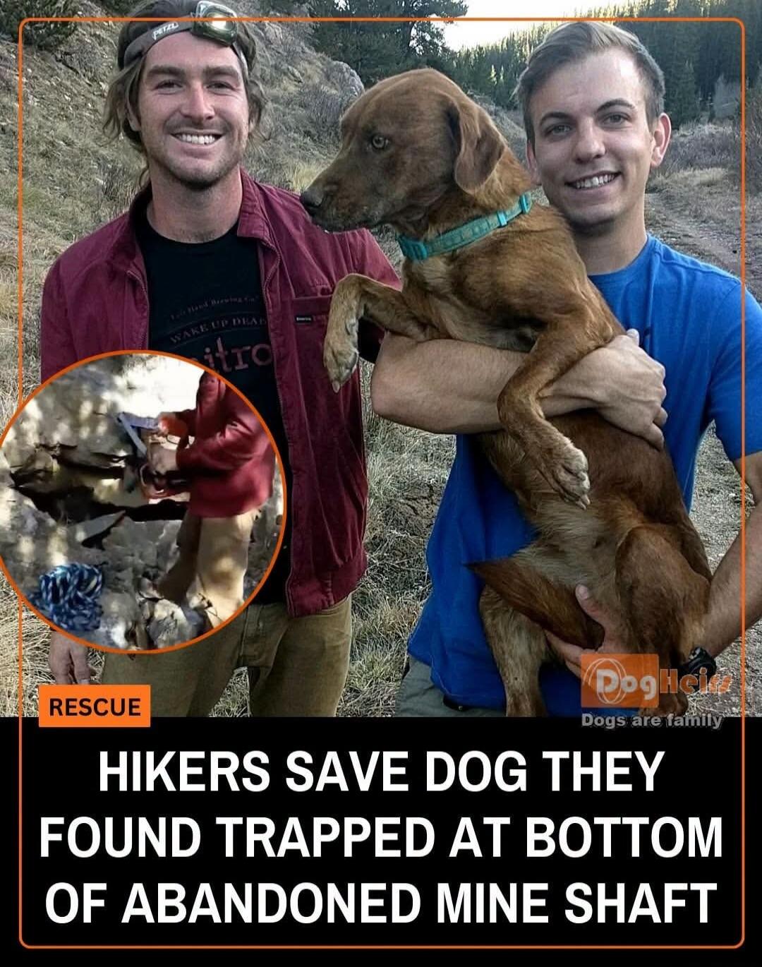 RESCUE HIKERS SAVE DOG THEY FOUND TRAPPED AT BOTTOM OF ABANDONED MINE SHAFT DogHelp Dogs are family PETZL WAKE UP DEAD itro