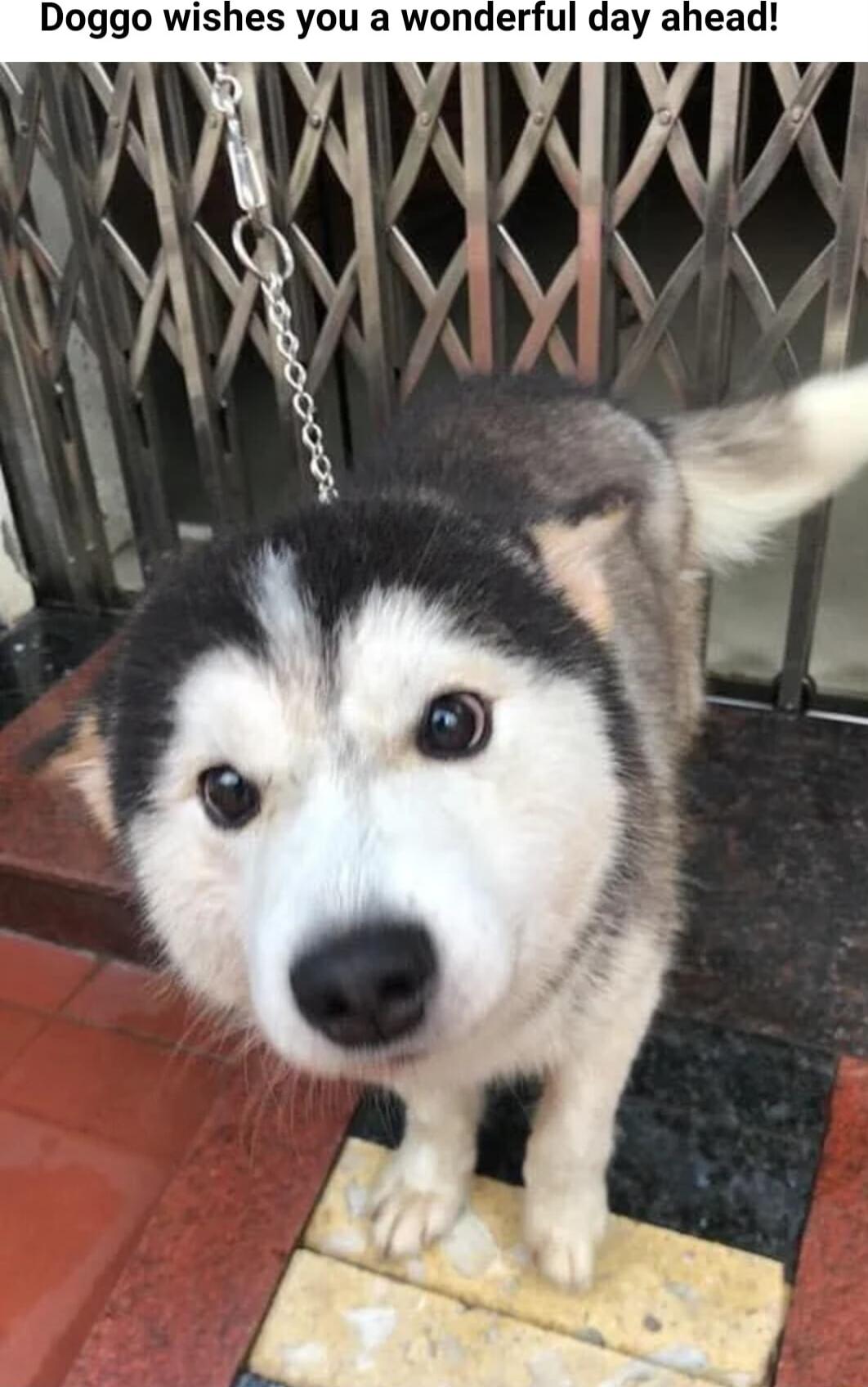 Doggo wishes you a wonderful day ahead