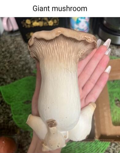 Giant mushroom