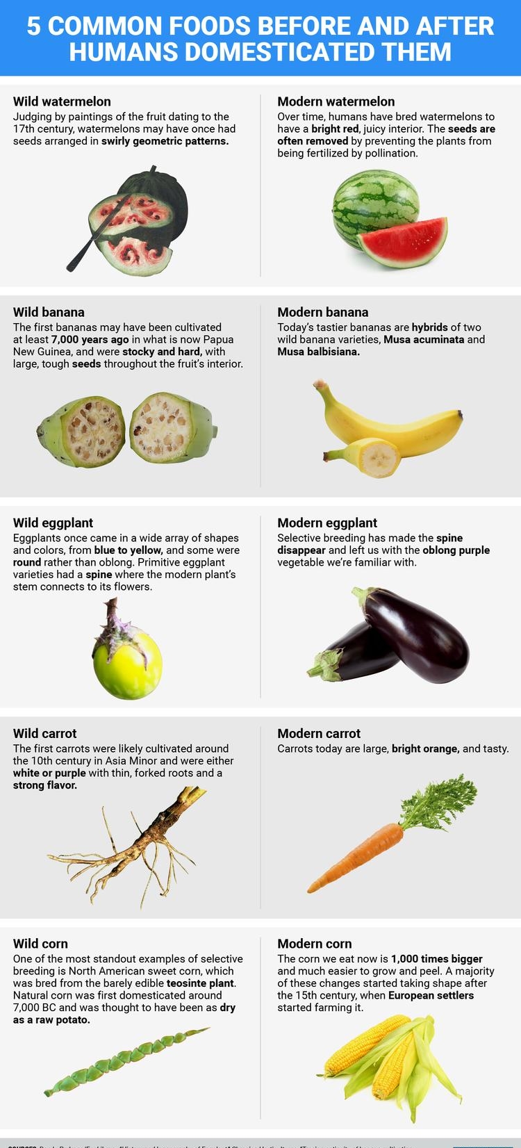 5 COMMON FOODS BEFORE AND AFTER HUMANS DOMESTICATED THEM Wild watermelon Judging by paintings of the fruit dating to the 17th century watermelons may have once had seeds arranged in swirly geometric patterns S Wild banana The first bananas may have been cultivated at least 7000 years ago in what is now Papua New Guinea and were stocky and hard with large tough seeds throughout the fruits interior 