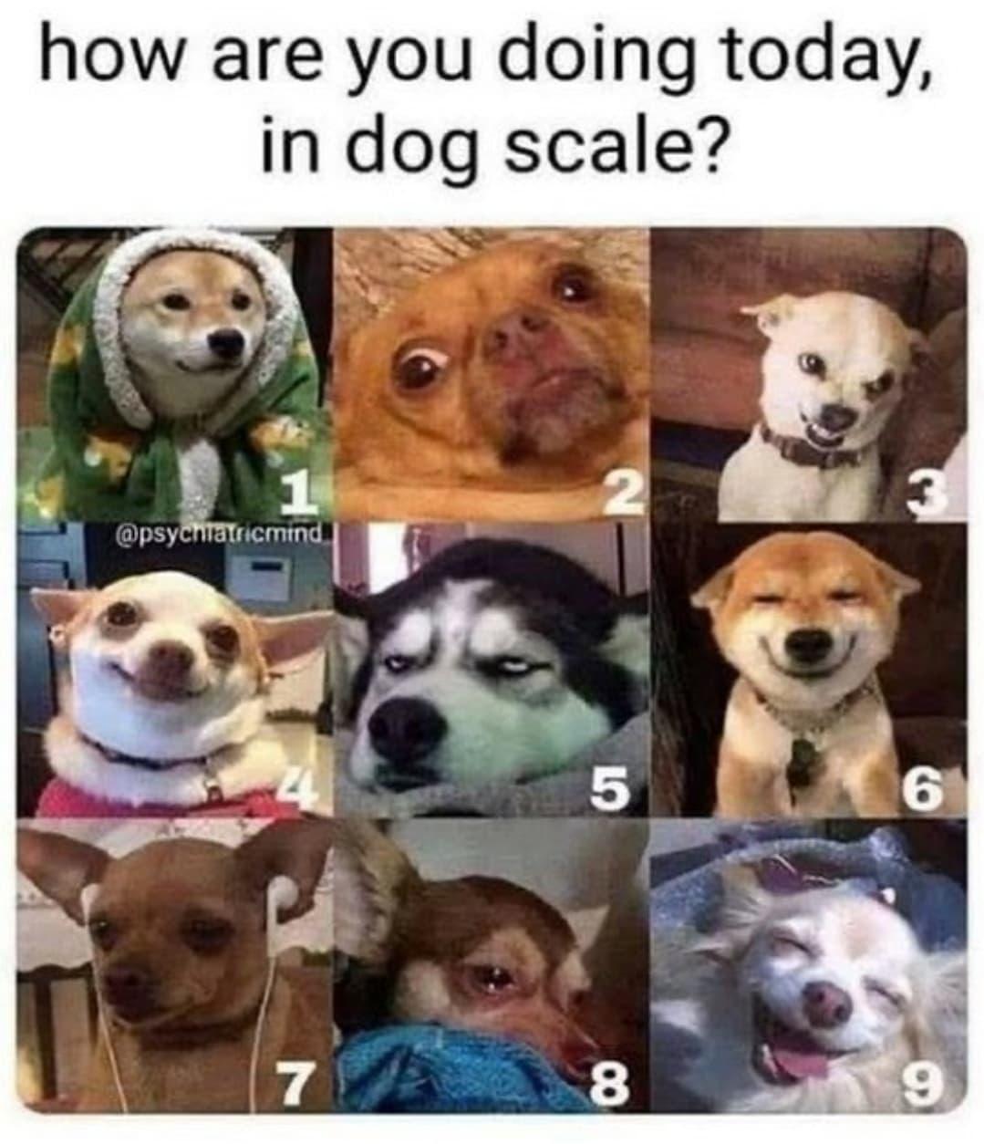 how are you doing today in dog scale