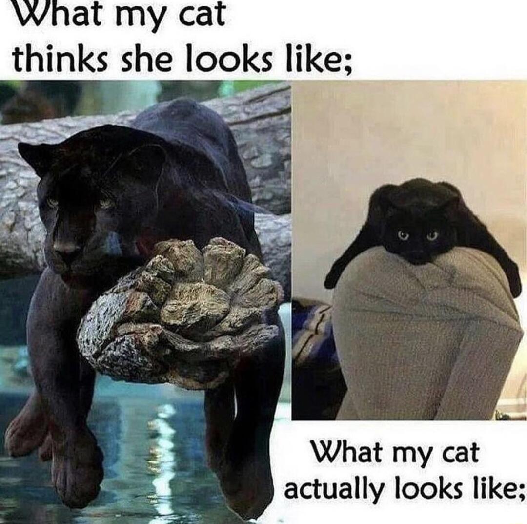 what my cat thinks she looks like What my cat actually looks like