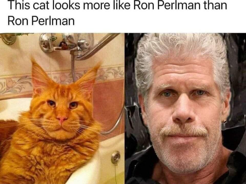 Ihis cat looks more like Ron Periman than Ron Perlman