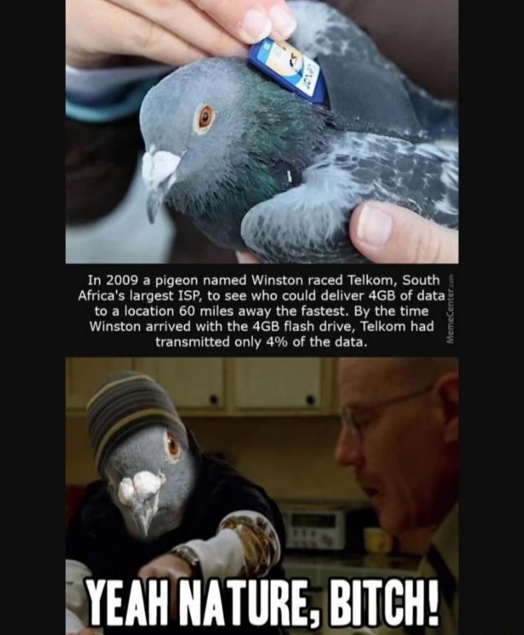 In 2009 a pigeon named Winston raced Telkom South Africas largest ISP to see who could deliver 4GB of data to a location 60 miles away the fastest By the time Winston arrived with the 4GB flash drive Telkom had transmitted only 4 of the da EYEAH NATURE BITCH