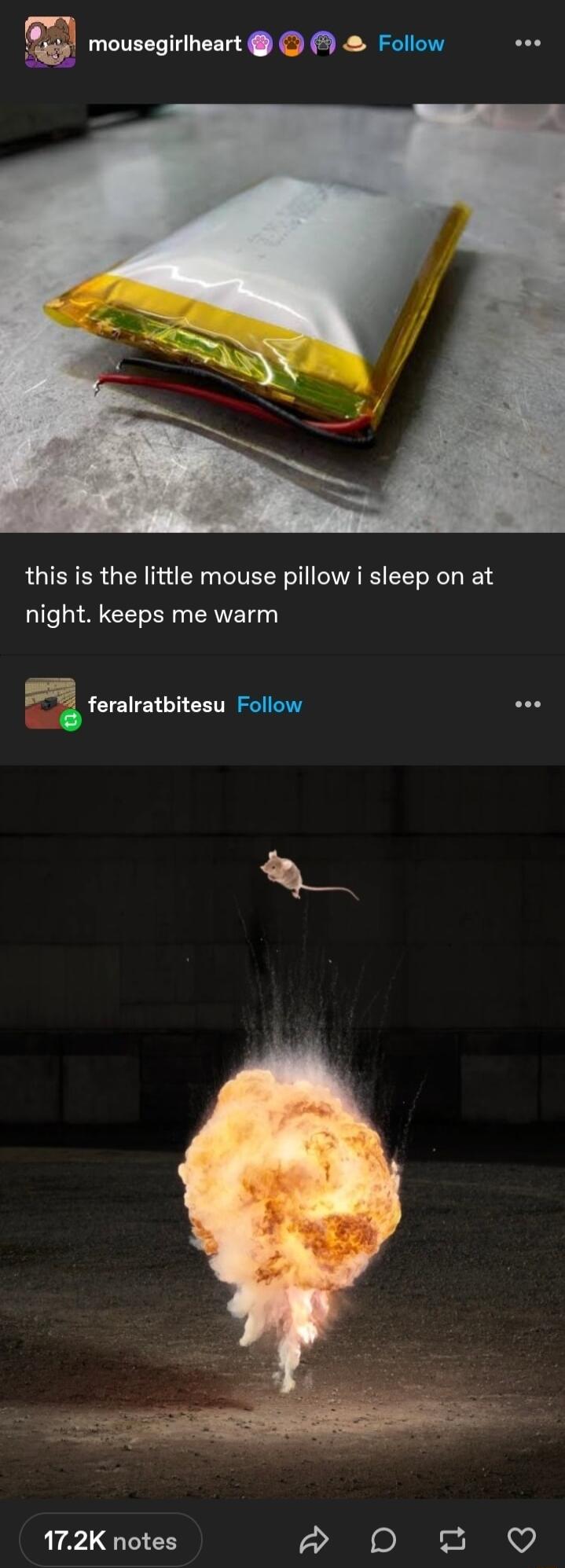 this is the little mouse pillow i sleep on at night keeps me warm E E feralratbitesu Follow L 172K notes i D u 3