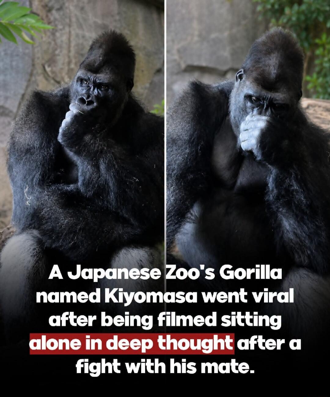 A Japanese Zoo's Gorilla named Kiyomasa went viral after being filmed sitting alone in deep thought after a fight with his mate.