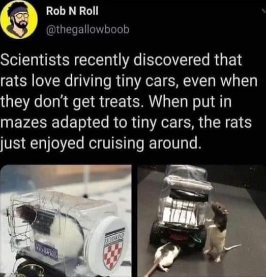 Rob N Roll thegallowhoob Scientists recently discovered that rats love driving tiny cars even when they dont get treats When put in NEVERETET R CR A E ISR G NI just enjoyed cruising around