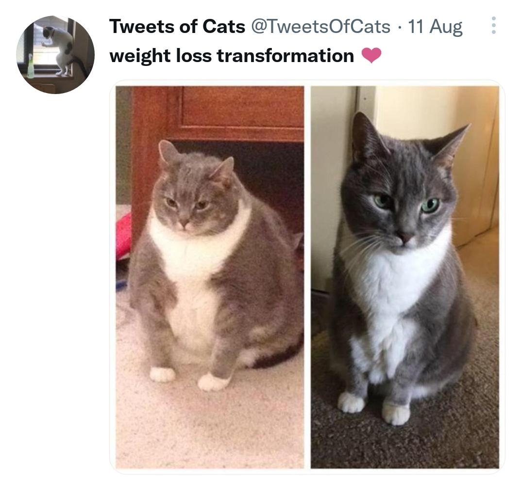 Tweets of Cats TweetsOfCats 11 Aug weight loss transformation