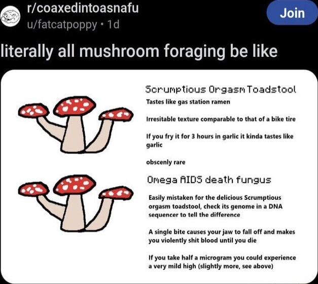 LA BN GIGERIENT literally all mushroom foraging be like Serumplious Orgasn Toadstool Tastes ke g station ramen Imeiabl texture comparabl o thatof i 1y it for hours n garc it Kinda 1 sbicentyrre Omega AIDS death fungus s Scumptious s genome n ONA A singlebite causes your o 1 ol ff and makes youvioentyshit blacd unti you die 11 you take bl a microgram you could exparince very mild Wigh slighty mores