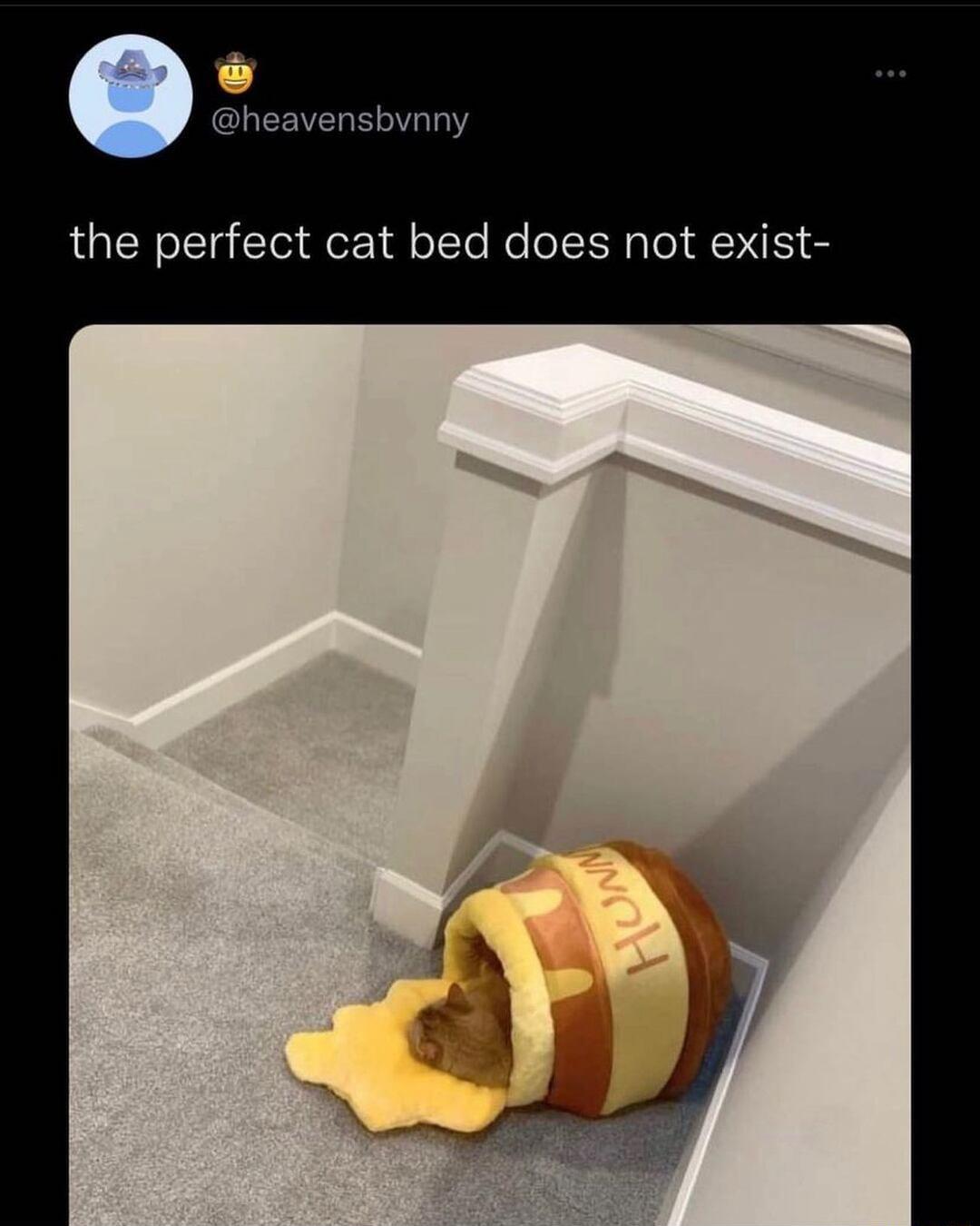 the perfect cat bed does not exist