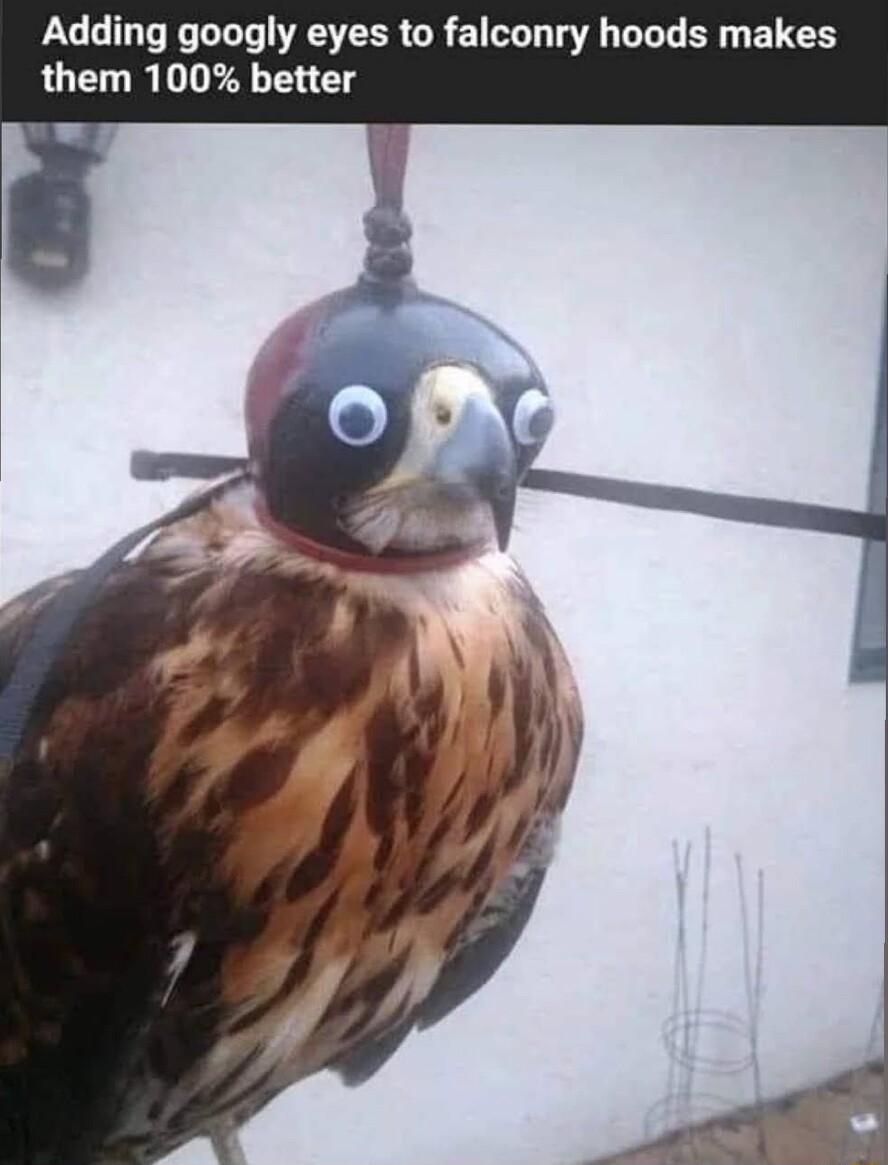Adding googly eyes to falconry hoods makes them 100 better