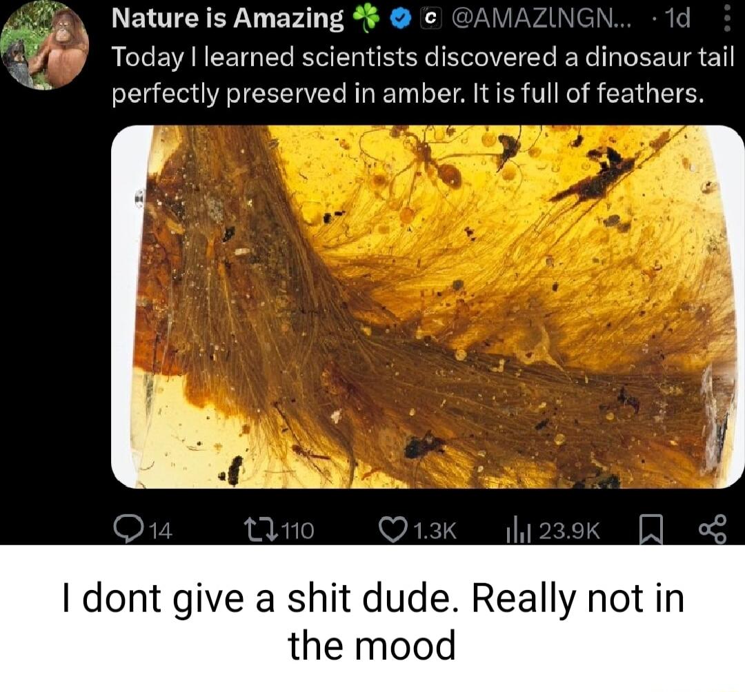 L ELTCYEY VI EFIN TS c J Today learned scientists discovered a dinosaur tail perfectly preserved in amber It s full of feathers 1 dont give a shit dude Really not in the mood
