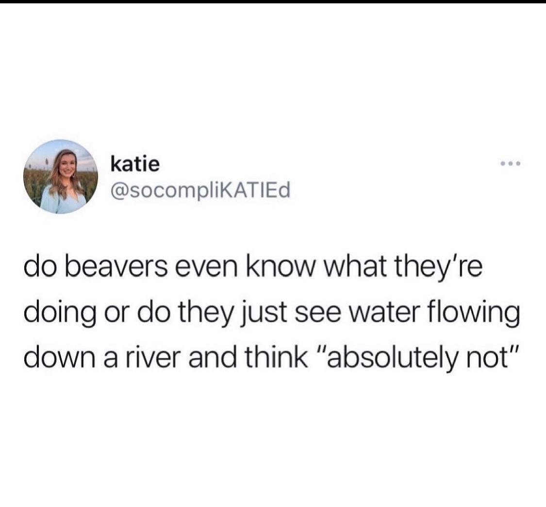 e katie socompliKATIEd do beavers even know what theyre doing or do they just see water flowing down ariver and think absolutely not