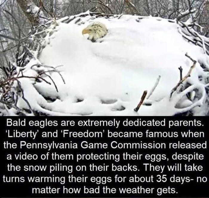 Sk Bald eagles are extremely dedicated parents Liberty and Freedom became famous when the Pennsylvania Game Commission released ERYT TR R T Welel CletlgTe RUNET g To To EMKe XTI the snow piling on their backs They will take turns warming their eggs for about 35 days no ELEI IR T RGIERWEET T TR