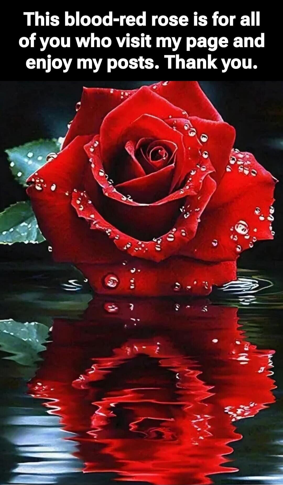 This blood-red rose is for all of you who visit my page and enjoy my posts. Thank you.