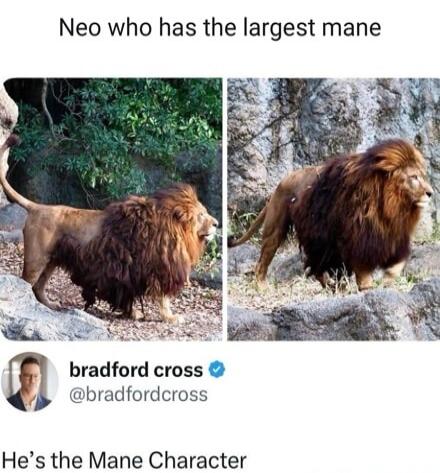 Neo who has the largest mane

[image of two lions]
Bradford Cross @bradfordcross
He's the Mane Character
