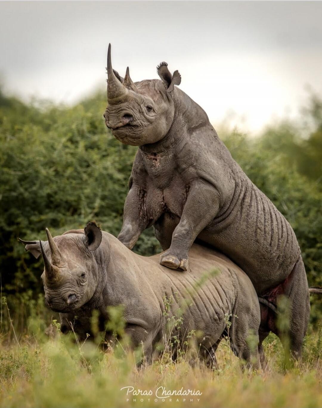 Paras Chandaria Photography