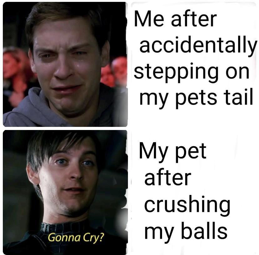 Me after accidentally stepping on my pets tail My pet after crushing my balls