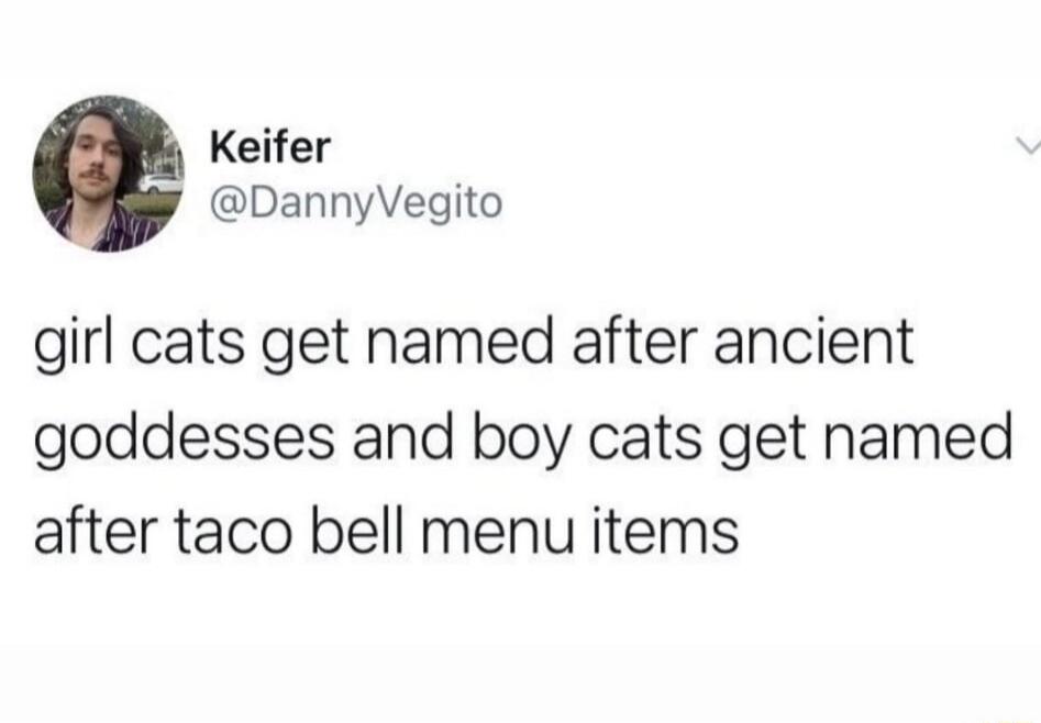Keifer DannyVegito girl cats get named after ancient goddesses and boy cats get named after taco bell menu items