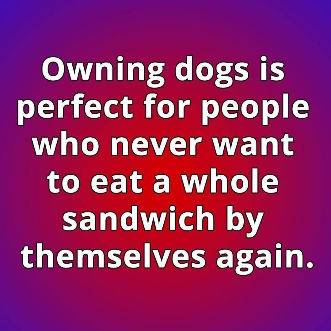 e L Owning dogs is o1 Tt o o Tl o YY o o who never want to eat a whole sandwich by themselves again