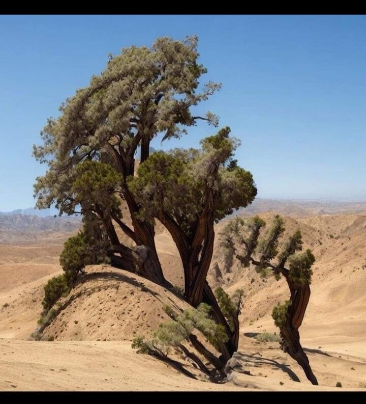 Session ID: 1028023.