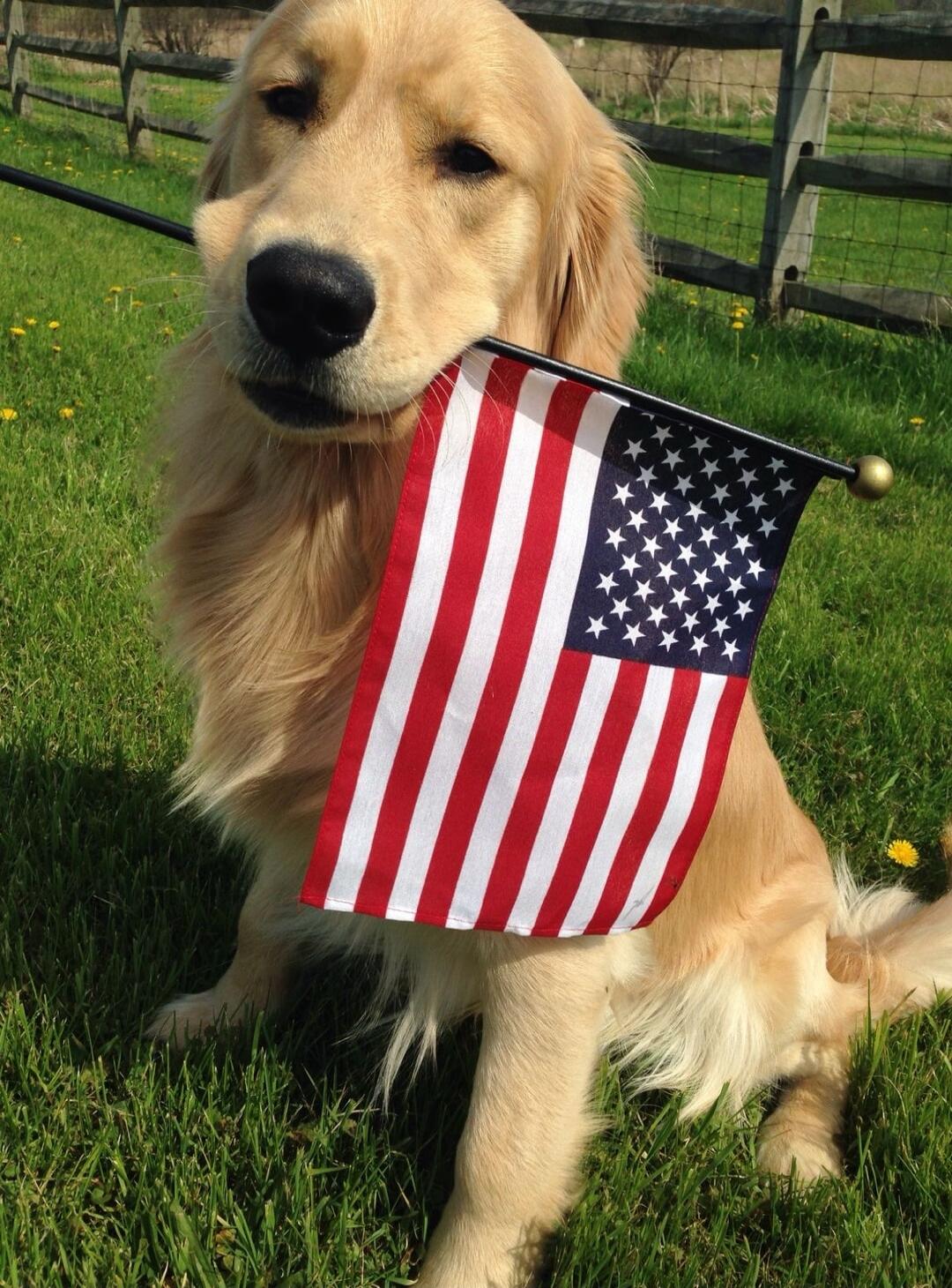 A Golden Retriever outdoors with an American flag hanging from its mouth.