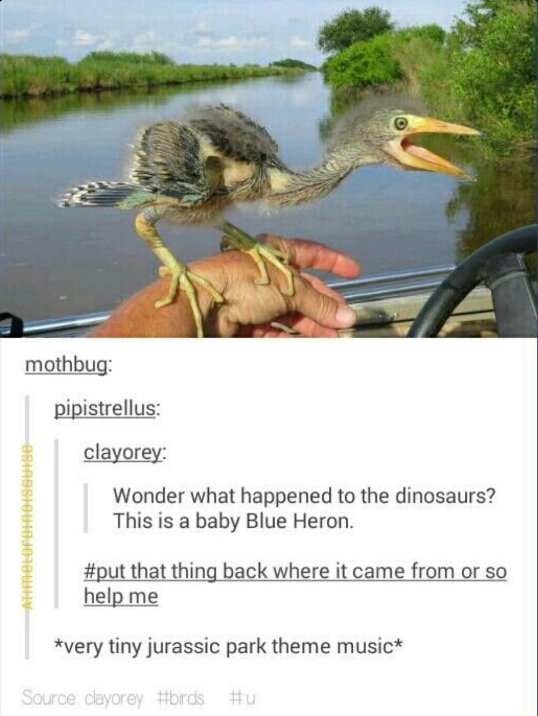 mothbug pipistrellus clayorey Wonder what happened to the dinosaurs This is a baby Blue Heron put that thing back where it came from or so help me IRSTIR very tiny jurassic park theme music