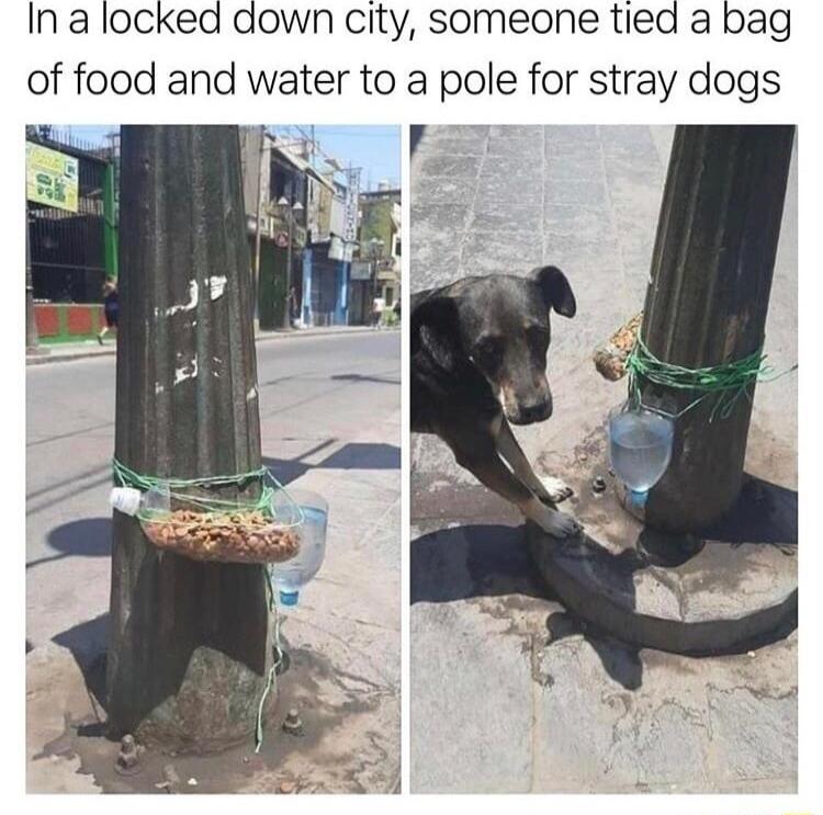 In a locked down city someone tied a bag of food and water to a pole for stray dogs