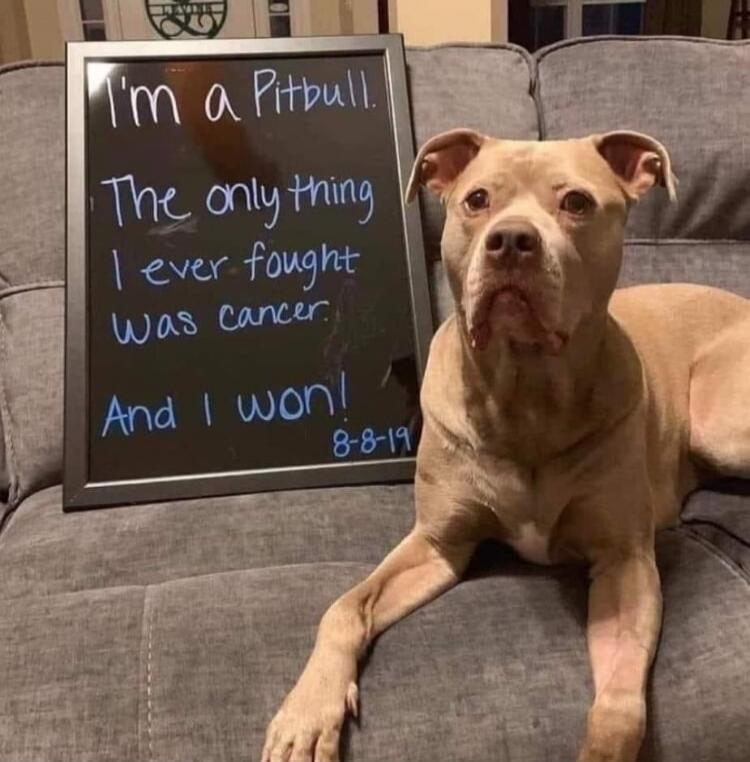 I'm a Pitbull. The only thing I ever fought was cancer. And I won! 8-8-19