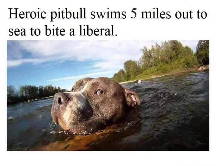 Heroic pitbull swims 5 miles out to sea to bite a liberal.