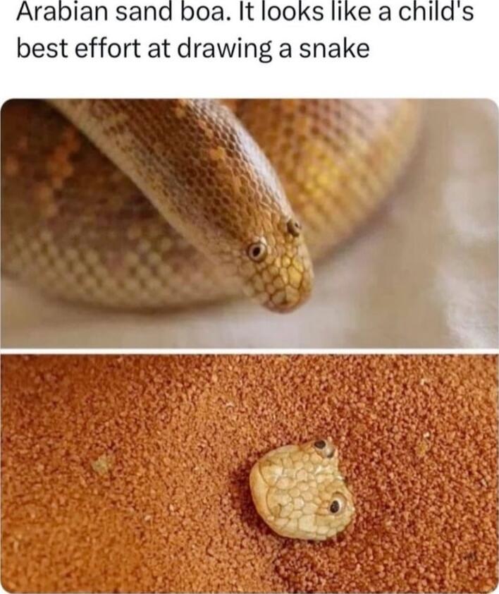 Arablan sand boa It looks like a chi best effort at drawing a snake