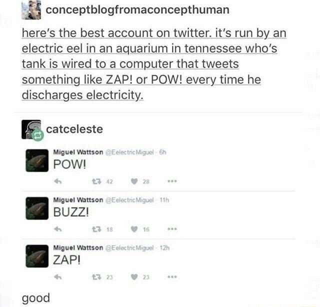conceptblogfromaconcepthuman heres the best account on twitter its run by an electric eel in an aquarium in tennessee whos tank is wired to a computer that tweets something like ZAP or POW every time he discharges electricity 5 catceleste Miguel Wattson POWI Miguel Wattson BUZZ Miguel Wattson ZAP good