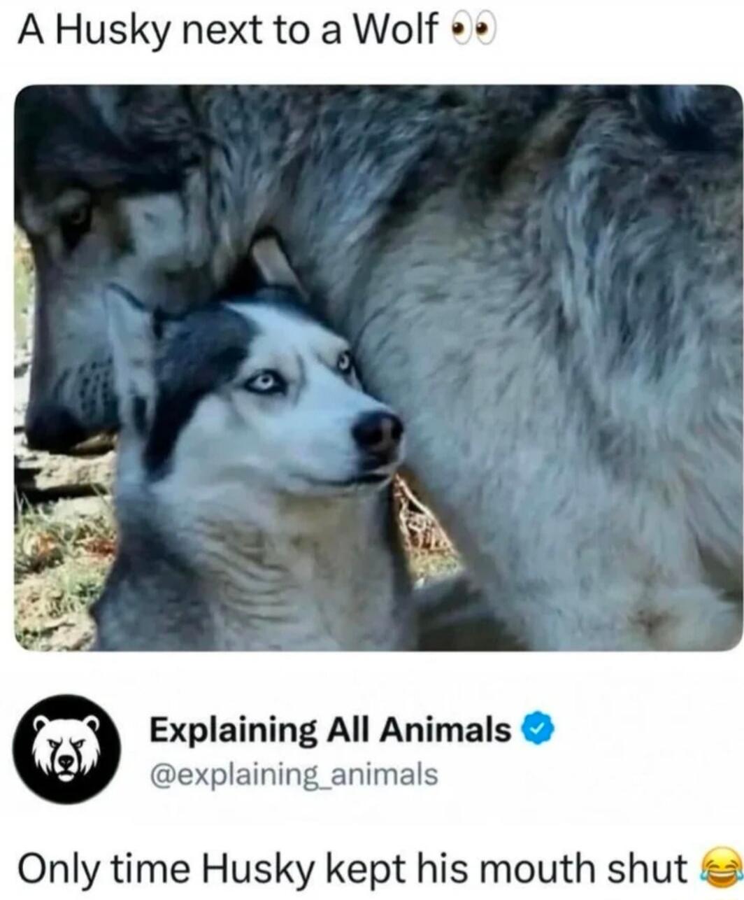 A Husky next to a Wolf. Explaining All Animals. Only time Husky kept his mouth shut.