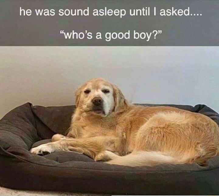 he was sound asleep until as whos a good boy