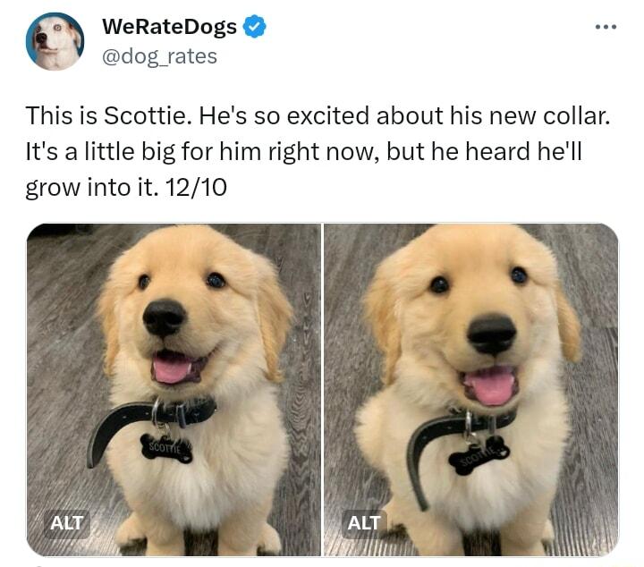WeRateDogs dog rates This is Scottie Hes so excited about his new collar Its a little big for him right now but he heard hell grow into it 1210