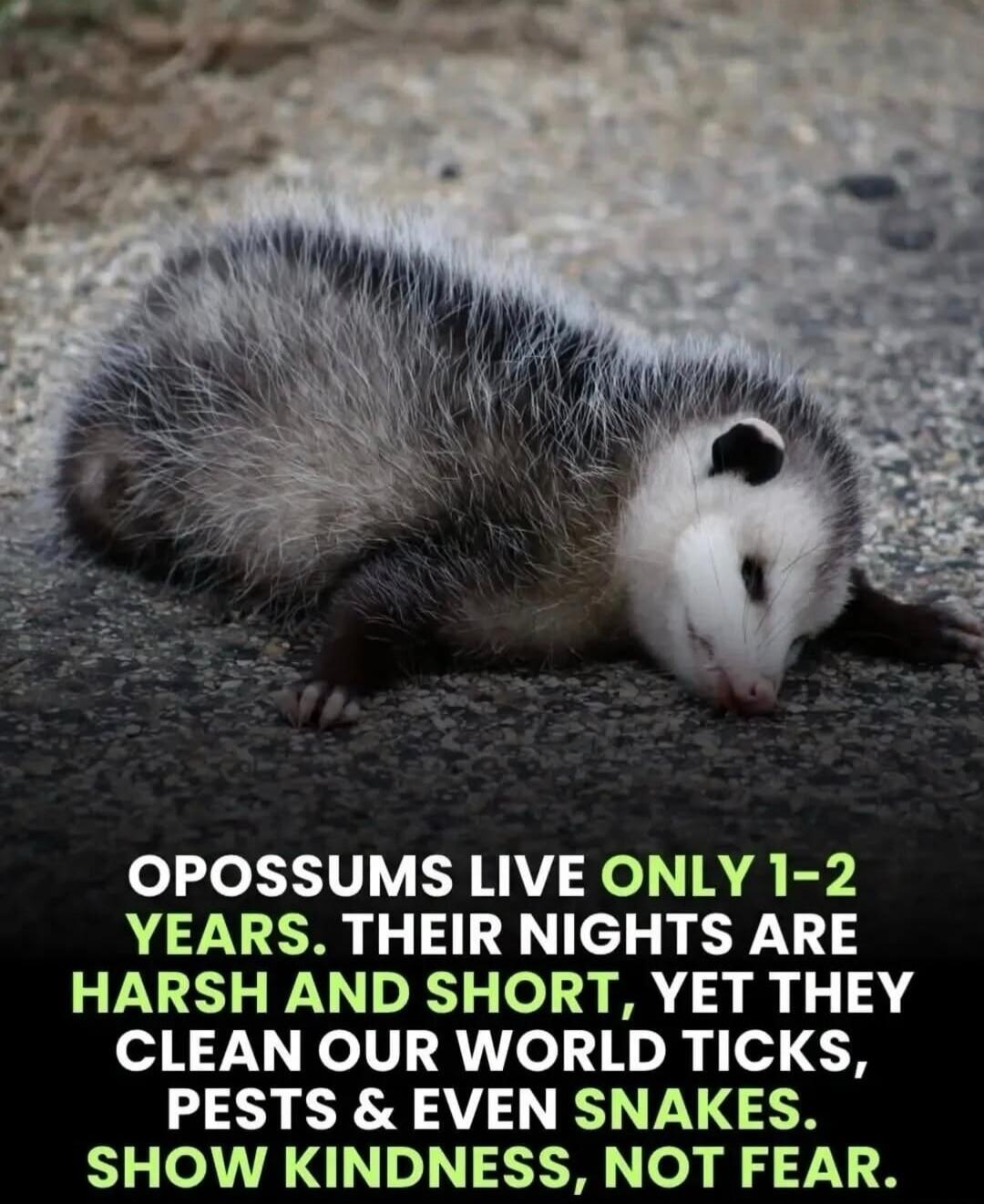 OPOSSUMS LIVE ONLY 1-2 YEARS. THEIR NIGHTS ARE HARSH AND SHORT, YET THEY CLEAN OUR WORLD TICKS, PESTS & EVEN SNAKES. SHOW KINDNESS, NOT FEAR.