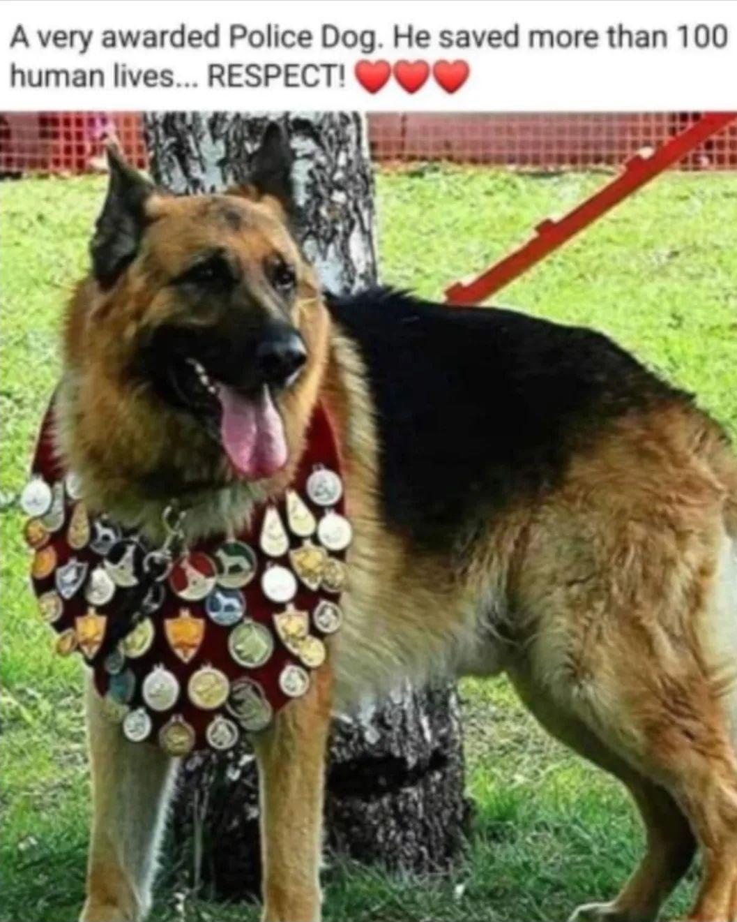 rded Police Dog He saved more than 100