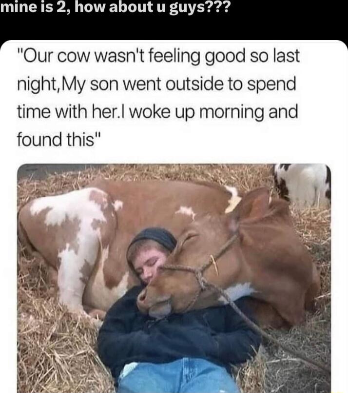 mine is 2 how about u guys Our cow wasnt feeling good so last nightMy son went outside to spend time with her woke up morning and found this