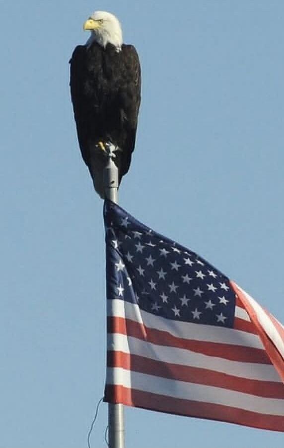 A bald eagle perched on top of a flagpole with an American flag waving in the wind against a clear blue sky.